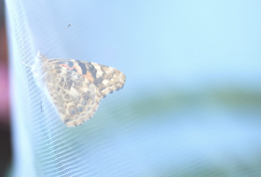 Image of butterfly, shot by Parksville Video Production company Iris Pixels